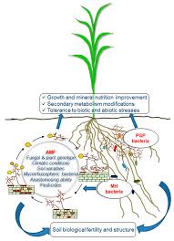 Principal mineral elements (macronutrients) 3. Mycorrhiza Helper Bacteria Wikipedia