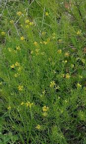 Image result for Rorippa