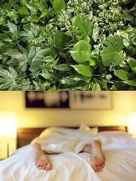 Was macht man im wg. Blumen Fur Das Schlafzimmer Welche Pflanzen Funktionieren Am Besten