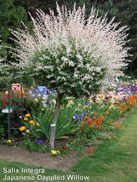 Photo Of Dappled Willow Salix Integra Hakuro Nishiki Uploaded By Coboro Shade Garden Plants Garden Trees Garden Shrubs