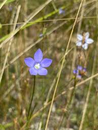 Image result for Wahlenbergia capitata