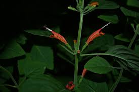 Image result for Clinopodium uhligii