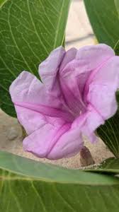 Image result for Ipomoea adenioides