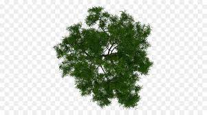 Tree Architecture Plant Project Tree Plan Png Download 700 500 Free Transparent Tree Png Download Bitki