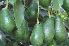 Bagi sebagian masyarakat indonesia, buah plum mungkin terdengar sangat asing. 10 Panduan Lengkap Teknik Dan Cara Budidaya Buah Alpukat Berkualitas Tinggi Frutas Natureza Poker Online