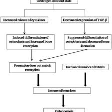 13 Flow Chart Showing The Pathogenesis Of Osteoporotic