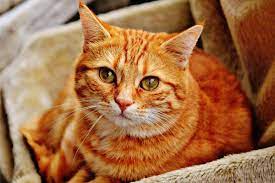 What's the rarest cat color? How Long Do Tabby Cats Live Traveling With Your Cat