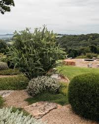 Image result for Acacia podalyriifolia