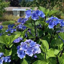 Image result for Hydrangea
