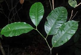 Image result for Hunteria umbellata