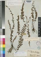 Image result for Adiantum incisum