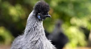 Toute la france est passée en risque élevé pour cause de grippe aviaire et oui ça continue. Grippe Aviaire Les Detenteurs Particuliers De Volailles Doivent Confiner Ou Proteger Leurs Animaux Bx1