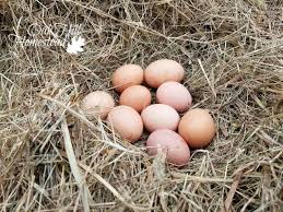 Levine says that the fda treats remember that the clinics have as much of a responsibility to the donor as they do to the intended a lot of women will resume oral contraception or the vaginal ring, and we still advise them, for two. 13 Delicious Ways To Use Extra Eggs Oak Hill Homestead