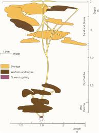 Image result for Kohautia microflora