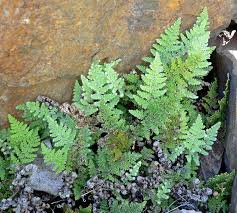 Image result for Cheilanthes quadripinnata
