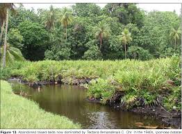 Image result for Tectaria fernandensis