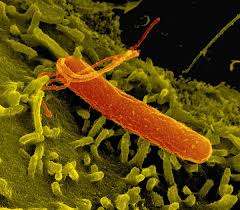 Helicobacter Pylori Der Keim Der Auf Den Magen Schlagt Gesundheit De