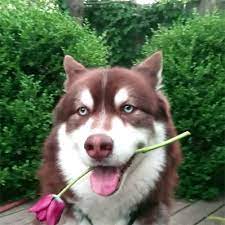 We asked readers to send in their favorite animal photos. Dogs Roses Valentines Day Cute Luv Animals Flowers Siberian Husky Awww Love Gif Gifs Find And Share Funny Gifs On Gifsme