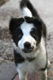 Border Collie Puppy Collie Puppies Border Collie Border Collie Puppies
