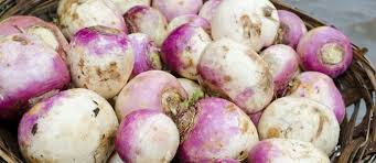 Raw turnips have a crisp, starchy flesh; Tasty Turnips The Permaculture Research Institute