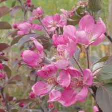 Image result for Malus × purpurea