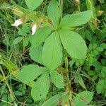 Image result for Merremia aegyptia