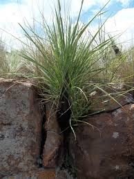Image result for Xerophyta retinervis