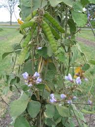 Image result for Calopogonium