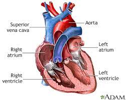 For example, as well as causing high blood pressure, cushing's syndrome frequently causes truncal obesity, glucose intolerance, moon face, a hump of fat behind the neck and shoulders (referred to as a buffalo hump), and purple abdominal stretch marks. Heart Chambers Medlineplus Medical Encyclopedia Image