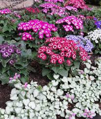 Image result for Cineraria