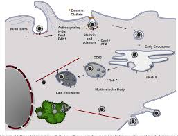African swine fever is an important viral disease of pigs that has become a serious threat to worldwide pork production since 2007. Pdf African Swine Fever Virus Cell Interactions From Virus Entry To Cell Survival Semantic Scholar