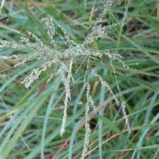 Image result for Eragrostis humidicola