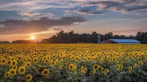 Sunflowers aesthetic appleofmyeye photo ideas pinterest this sunflower species is also used as wild bird food as livestock forage as a meal or a silage plant … continue reading sunflowers aesthetic Massive 20 Acre Michigan Sunflower Field Blooms For The Season Wzzm13 Com