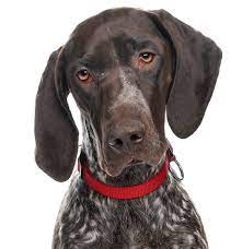 Check out our german shorthaired pointer selection for the very best in unique or custom, handmade pieces from our shops. German Shorthaired Pointer Puppies For Sale Adoptapet Com
