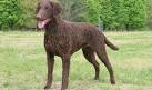 Curly Coated Retrievers of SoftMaple