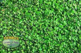 Takes an energy sword to the gut and still manages to stab an elite in the neck with a knife. Plants That Tolerate Foot Traffic Lawn Alternatives Plants Chamomile Lawn