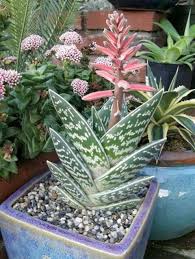 Buy aloe cactus & succulent plants and get the best deals at the lowest prices on ebay! Pin By Chantel Heida On Flores Bonitas Plants Flowering Succulents Succulents