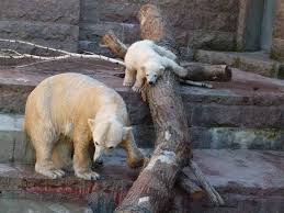 Eisbaren Im Rostock Zoo Fiete Und Eisbaren Mutter Vilma Im Rostocker Zoo April 2015 C Frank Koebsch Rostocker Zoo Eisbar Rostock
