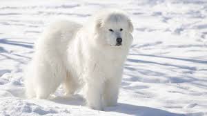 Pyrs have been serving as guardians for their flocks for thousands of years. Great Pyrenees Price Temperament Life Span