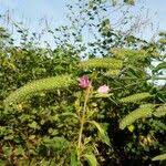 Image result for Cantinoa americana