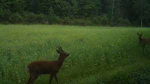 About press copyright contact us creators advertise developers terms privacy policy & safety how youtube works test new features press copyright contact us creators. Radyr Tildeling 2018 As Kommune Follo Landbrukskontor