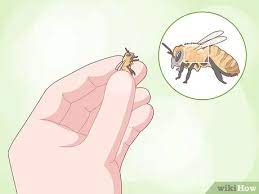 Unfortunately, the chimney is a perfect oasis for bees, and the warm, secluded area can look like a great place for bees to establish a colony. 3 Ways To Remove Bees From A Chimney Wikihow