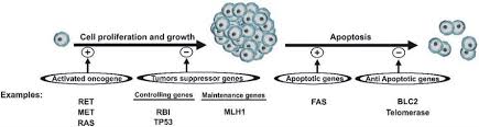 Image result for Oncogene