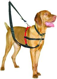 company of animals halti dog harness black red