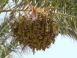 Trim and collar palm trees. Dates Fruits Date Palm Fruit Crop Palm Subtropical Palm Fruit Tropical Pikist
