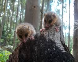Maybe you would like to learn more about one of these? Monito Del Monte Facts Diet Habitat Pictures On Animalia Bio
