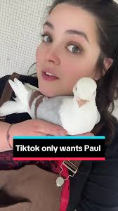This is Paul’s account now apparently 😂 the algortihm only wants Paul!  #pigeonsoftiktok #paulpigeon #pigeon #cartoon #artistsoftiktok #paul #birds