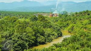 Komitmen Sinar Mas Agribusiness Buat Industri Kelapa Sawit Berkelanjutan Bisnis Liputan6 Com