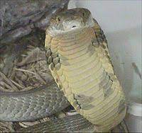 The king cobra is the world's longest venomous snake, with an average length of 3.18 to 4 m (10.4 to 13.1 ft), reaching a maximum of 5.85 m (19.2 ft). King Cobra Wikipedia