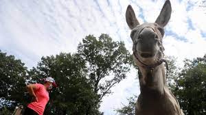 We did not find results for: Abma S Farm Petting Zoo In Wyckoff Nj Burglarized Owner Says